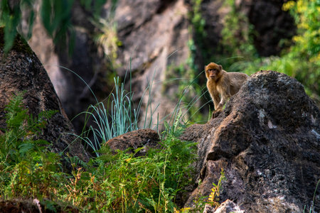 Wild mammalian animals in their natural environment.
