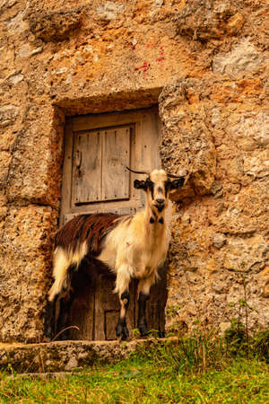 Rural landscape in the high mountains of Asturias.の写真素材