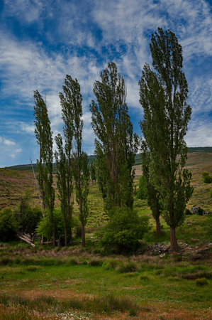 Trees in their natural environment in the middle of nature.