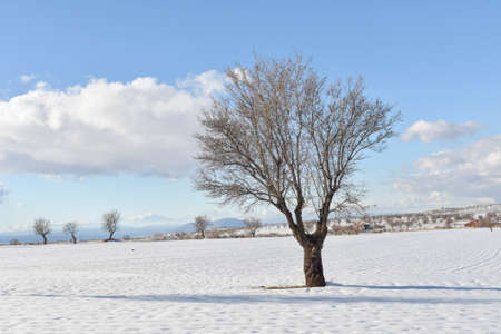 Trees in their natural environment in the middle of nature.の写真素材
