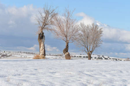 Trees in their natural environment in the middle of nature.の写真素材
