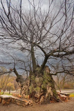 Trees in their natural environment in the middle of nature.