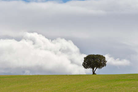 Trees in their natural environment in the middle of nature.の写真素材