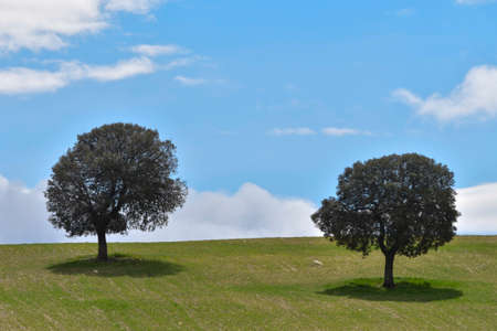 Trees in their natural environment in the middle of nature.の写真素材