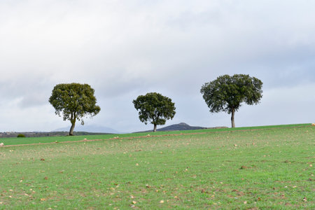 Trees in their natural environment in the middle of nature.の写真素材