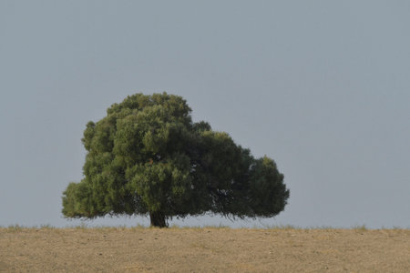 Trees in their natural environment in the middle of nature.