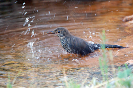 Wild birds in their natural environment. Birds in freedom.