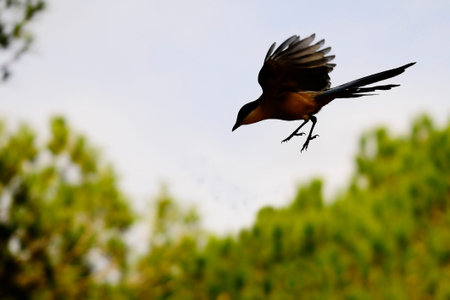 Wild birds in their natural environment. Birds in freedom.