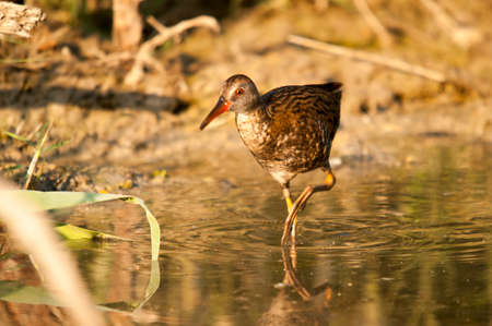 Wild birds in their natural environment. Birds in freedom.の写真素材