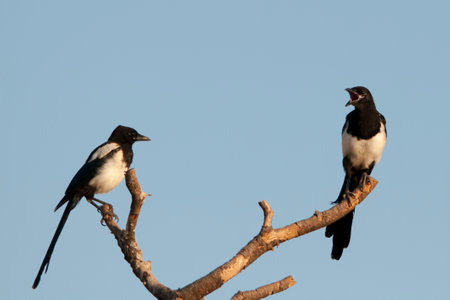 Wild birds in their natural environment. Birds in freedom.の写真素材