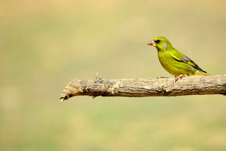 Wild birds in their natural environment. Birds in freedom.