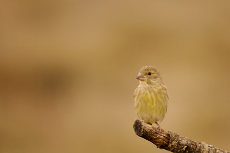 Wild birds in their natural environment. Birds in freedom.の写真素材