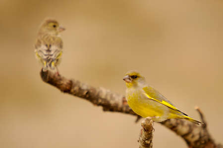 Wild birds in their natural environment. Birds in freedom.の写真素材