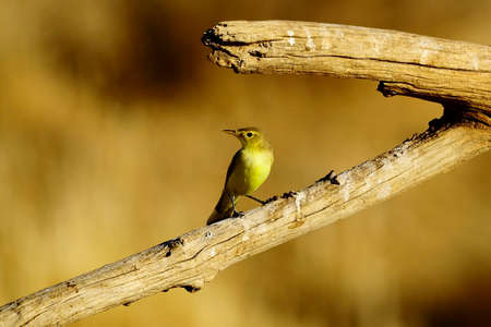Wild birds in their natural environment. Birds in freedom.の写真素材