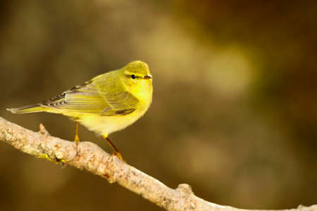 Wild birds in their natural environment. Birds in freedom.の写真素材