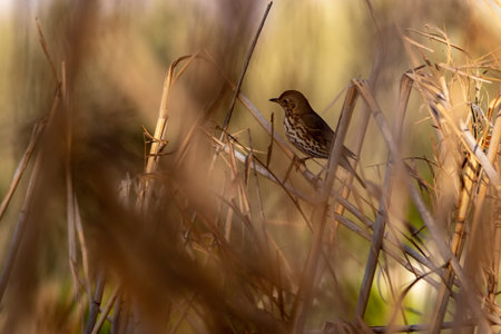 Wild birds in their natural environment. Birds in freedom.