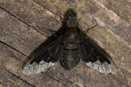 Dipteros, Insects in their natural environment. Macro photography.の写真素材