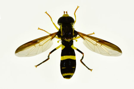 Dipteros, Insects in their natural environment. Macro photography.