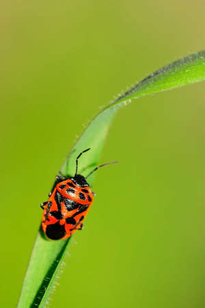 Hemipteros, Insects in their natural environment. Macro photography.の写真素材
