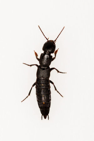 Invertebrates in their natural environment. Macro photography.