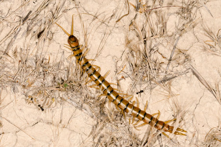 Invertebrates in their natural environment. Macro photography.