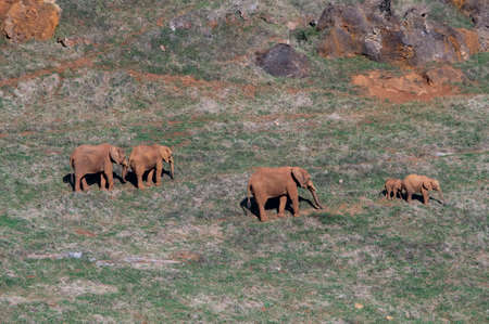 Wild mammals in their natural environment - natural environment.の写真素材