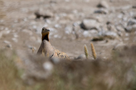 Birds in their natural environment and in their environment.