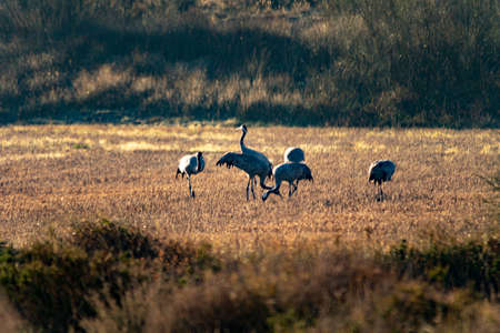 Birds in their natural environment and in their environment.の写真素材