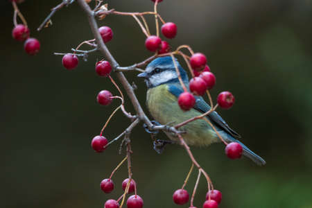 Birds in their natural environment and in their environment.の写真素材