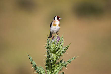 Birds in their natural environment and in their environment.の写真素材