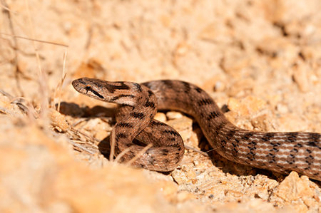 Reptiles in their natural environment.