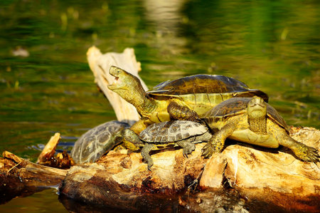 Reptiles in their natural environment.