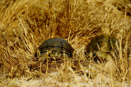 Reptiles in their natural environment.