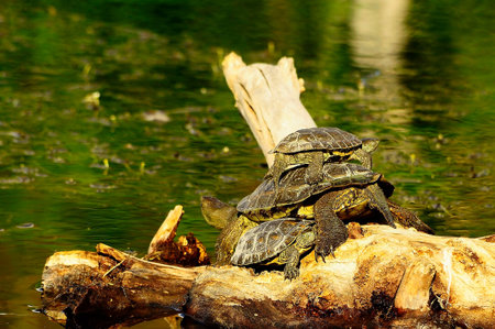 Reptiles in their natural environment.
