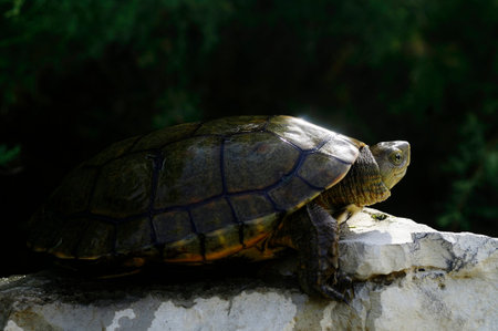 Reptiles in their natural environment.