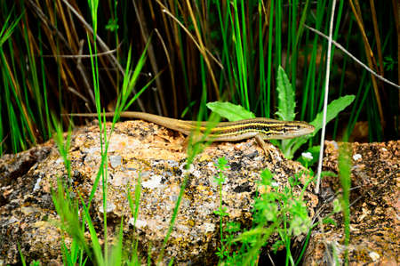 Reptiles in their natural environment.の写真素材