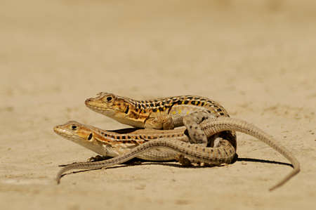 Reptiles in their natural environment.の写真素材