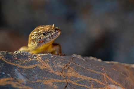 Reptiles in their natural environment.