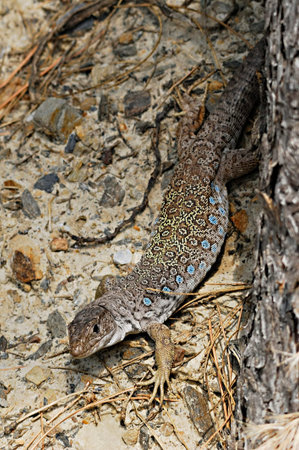 Reptiles in their natural environment.の写真素材