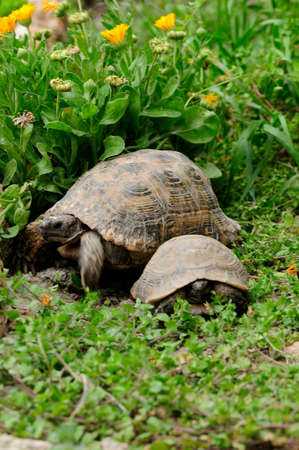 Reptiles in their natural environment.の写真素材
