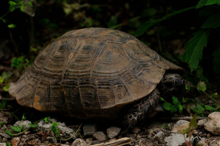 Reptiles in their natural environment.