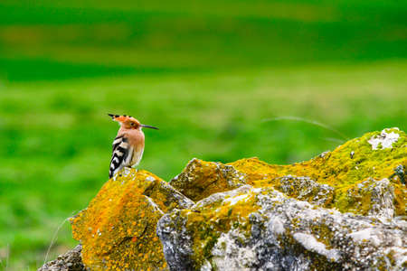 Hoopoe or Upupa epops, bucerotiform bird of the Upupidae family.の写真素材