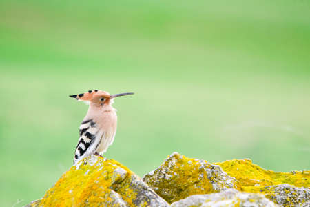 Hoopoe or Upupa epops, bucerotiform bird of the Upupidae family.の写真素材