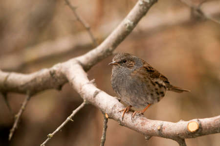 Common Accentor or Prunella modularis, passerine bird of the family Prunellidae.の写真素材