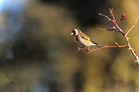 Carduelis carduelis or Goldfinch, passerine belonging to the finch family.