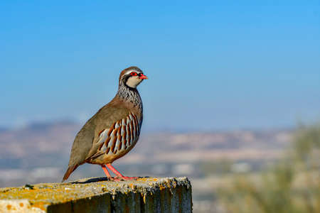 Red partridge or Alectoris rufa, galliform - Phasianidae family.の写真素材