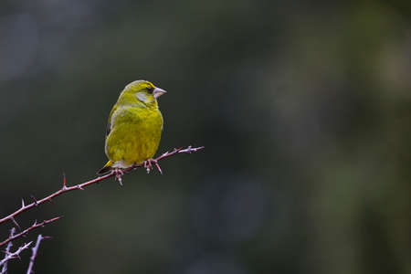 Verderon or Chloris chloris, passerine - Fringillidae family.の写真素材