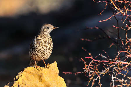 Charlo thrush or Turdus viscivorus - order Passeriformes.の写真素材