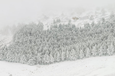 Beautiful winter landscape with snow covered trees.