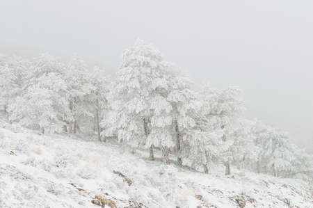 Beautiful winter landscape with snow covered trees.の写真素材